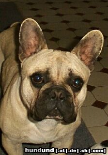 Französische Bulldogge deck rude von de la plaine des As ( THYTUS-POMPEI°