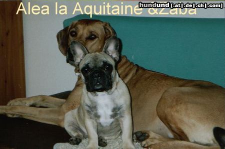 Französische Bulldogge La Aquitaine Alea 5 Monate