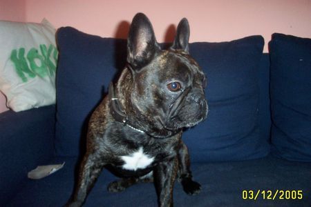 Französische Bulldogge Hunde Foto 33418 Französische Bulldogge Balu aus Kranichfeld