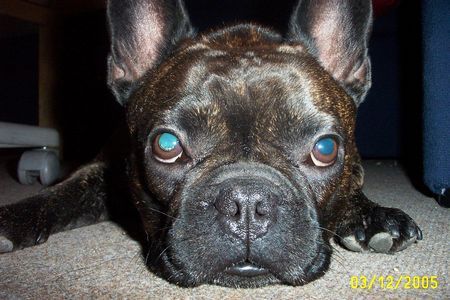 Französische Bulldogge Hunde Foto 33395 Französische Bulldogge Balu aus Kranichfeld