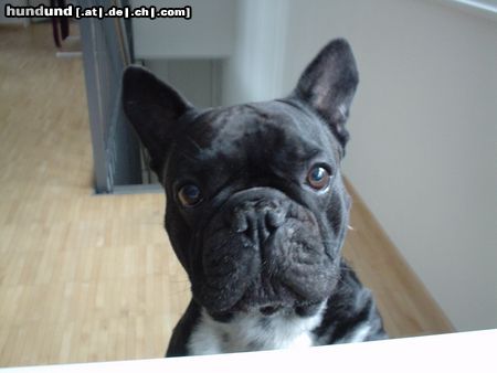 Französische Bulldogge der Schönste..