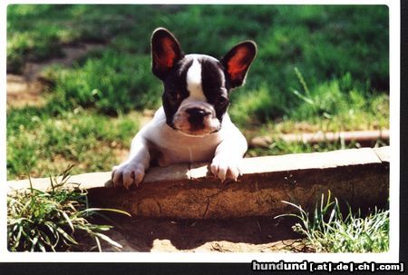Französische Bulldogge Hunde Foto 6042 Französische Bulldogge Este es Tom Jones de Atriastur