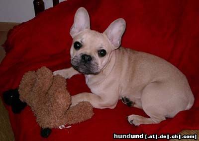 Französische Bulldogge Hunde Foto 2943 Französische Bulldogge Ugo und sein Freund Erich