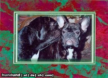 Französische Bulldogge Hunde Foto 6155 Französische Bulldogge Buffy mit Freund Othello
