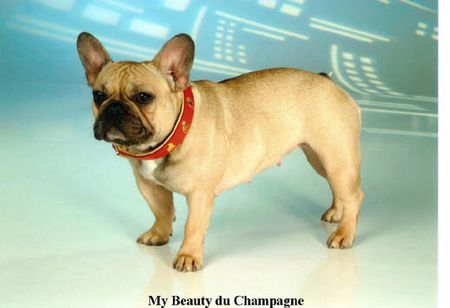 Französische Bulldogge Vicky