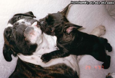 Französische Bulldogge Hunde Foto 14031 Französische Bulldogge Voyou holt sich seinen Kauknochen wieder
