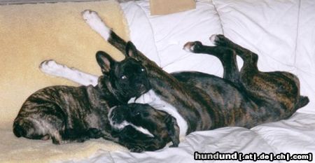 Französische Bulldogge Hunde Foto 14032 Französische Bulldogge Ein Herz und eine Seele: Voyou und Henry