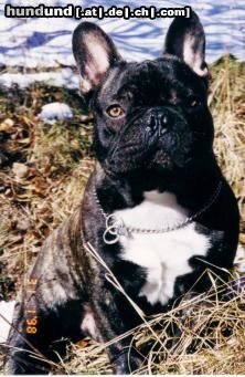 Französische Bulldogge Hunde Foto 14029 Französische Bulldogge Voyou im Taunus