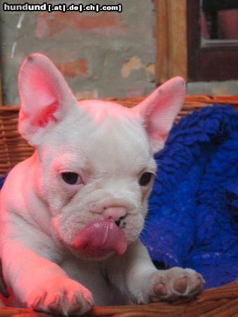 Französische Bulldogge Hunde Foto 23667 Französische Bulldogge
