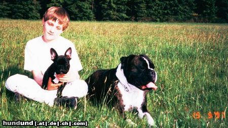 Französische Bulldogge Hunde Foto 14030 Französische Bulldogge Voyou mit Henry und Yves im Taunus