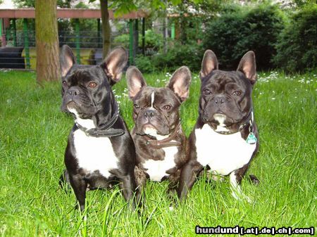 Französische Bulldogge Hunde Foto 21758 Französische Bulldogge Lucy-Pepi-Zeus