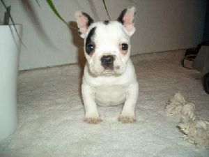 Französische Bulldogge Hunde Foto 28728 in höherer Auflösung ansehen Französische Bulldogge Kira aus N.B