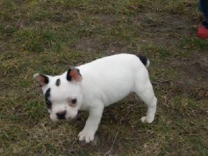 Französische Bulldogge Hunde Foto 28470 in höherer Auflösung ansehen Französische Bulldogge kira´s erster tag bei mir