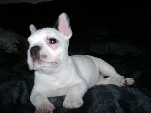 Französische Bulldogge Kira aus N.B