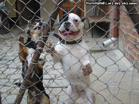 Französische Bulldogge Hunde Foto 24088 Französische Bulldogge Ledermausmuhkuh