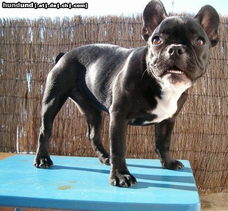 Französische Bulldogge Hunde Foto 8592 Französische Bulldogge Gala