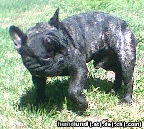 Französische Bulldogge Hunde Foto 7817 Französische Bulldogge Adam
