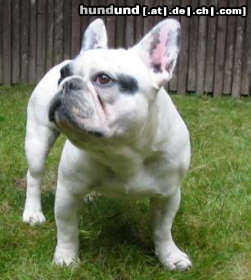 Französische Bulldogge Hunde Foto 45523 in höherer Auflösung ansehen Französische Bulldogge agent99