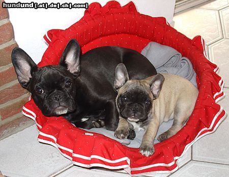 Französische Bulldogge Hunde Foto 22225 in höherer Auflösung ansehen Französische Bulldogge Amanda & Baffi gerade ausgeschlafen
