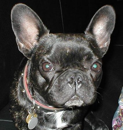 Französische Bulldogge Unsere Hundedame Angie