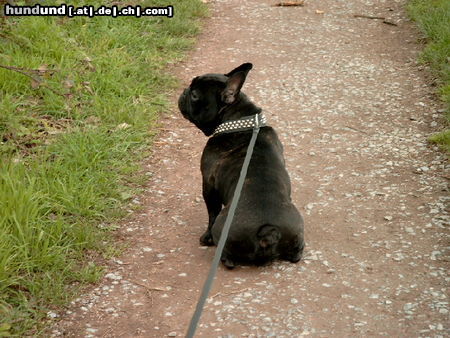 Französische Bulldogge
