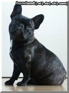 Französische Bulldogge Hunde Foto 45519 in höherer Auflösung ansehen Französische Bulldogge frenchbulldog babyface
