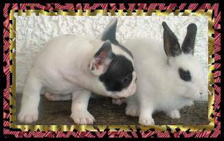 Französische Bulldogge Hunde Foto 848 Französische Bulldogge wat wer bist du denn?