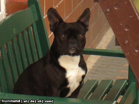 Französische Bulldogge herki 