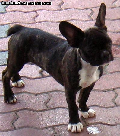 Französische Bulldogge momo