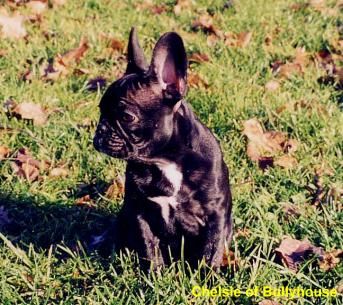 Französische Bulldogge Hunde Foto 1769 Französische Bulldogge Chelsie of Bullyhouse