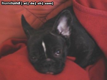 Französische Bulldogge Pepi total zerknautscht