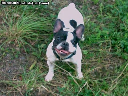 Französische Bulldogge Hunde Foto 25695 Französische Bulldogge