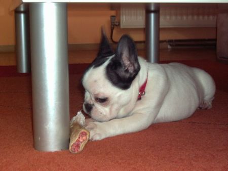 Französische Bulldogge Hunde Foto 30336 in höherer Auflösung ansehen Französische Bulldogge unsere Boncuk