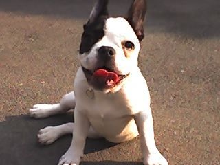Französische Bulldogge Hunde Foto 31527 in höherer Auflösung ansehen Französische Bulldogge Boncuk