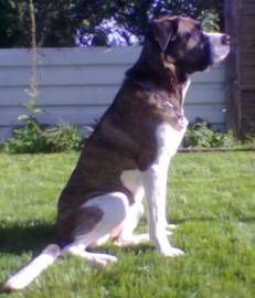 Französische Bulldogge Bonny
