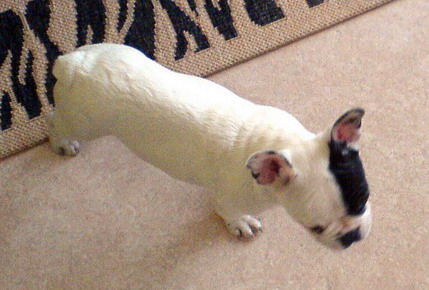 Französische Bulldogge Hunde Foto 29407 in höherer Auflösung ansehen Französische Bulldogge unser Tyson