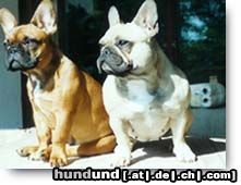 Französische Bulldogge Hunde Foto 4489 Französische Bulldogge Percy + Vicky - meine beiden fawn bulldogs