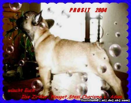 Französische Bulldogge Hunde Foto 7844 Französische Bulldogge Prosit 2004 an alle Züchter