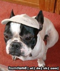 Französische Bulldogge Jedem Bully sein Käppi...
