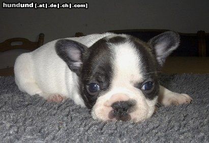 Französische Bulldogge