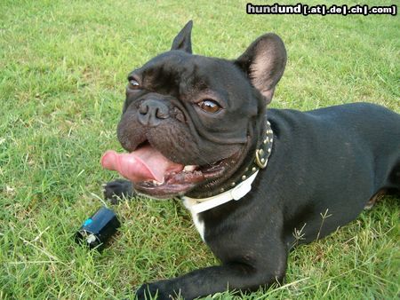 Französische Bulldogge Hunde Foto 5055 Französische Bulldogge Max II