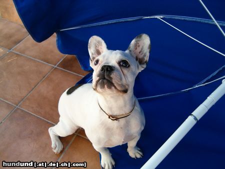 Französische Bulldogge Amelie playing