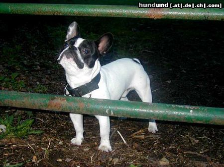 Französische Bulldogge David