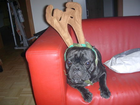 Französische Bulldogge Hunde Foto 40536 Französische Bulldogge rodney der weihnachtselch