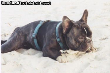 Französische Bulldogge Hunde Foto 17549 in höherer Auflösung ansehen Französische Bulldogge ich bin fix und fertig