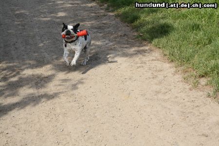 Französische Bulldogge Mathilda mit 11 Monaten