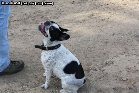 Französische Bulldogge Hunde Foto 46378 Französische Bulldogge Mathilda mit 11 Monaten