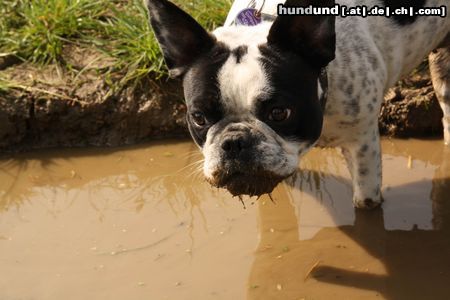 Französische Bulldogge Hunde Foto 46379 Französische Bulldogge Mathilda mit 11 Monaten
