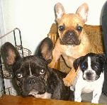 Französische Bulldogge