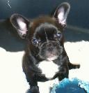 Französische Bulldogge